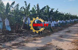 Quy trình thu hoạch chuối từ cây lên cáp vận chuyển
