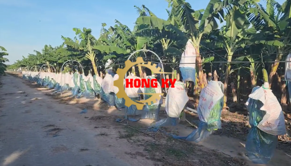 Cáp Thu Hoạch Chuối