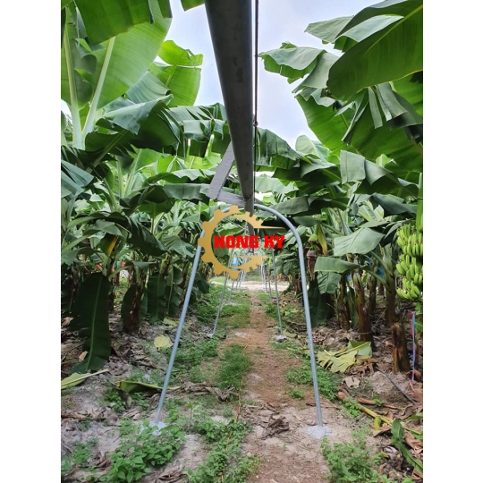 Cáp treo chống đổ cho cây chuối